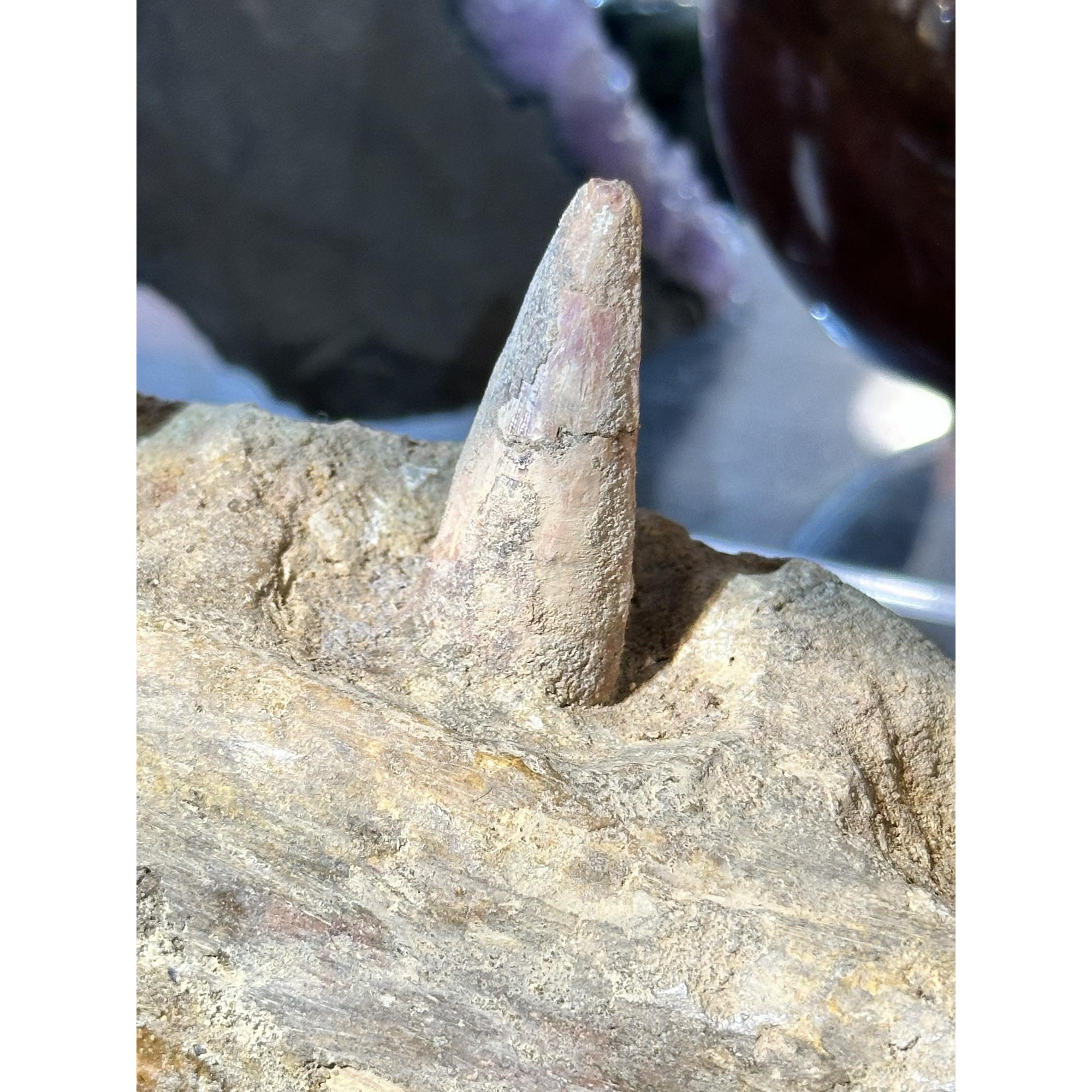 Spinosaurus Jaw section, Composite teeth Prehistoric Online