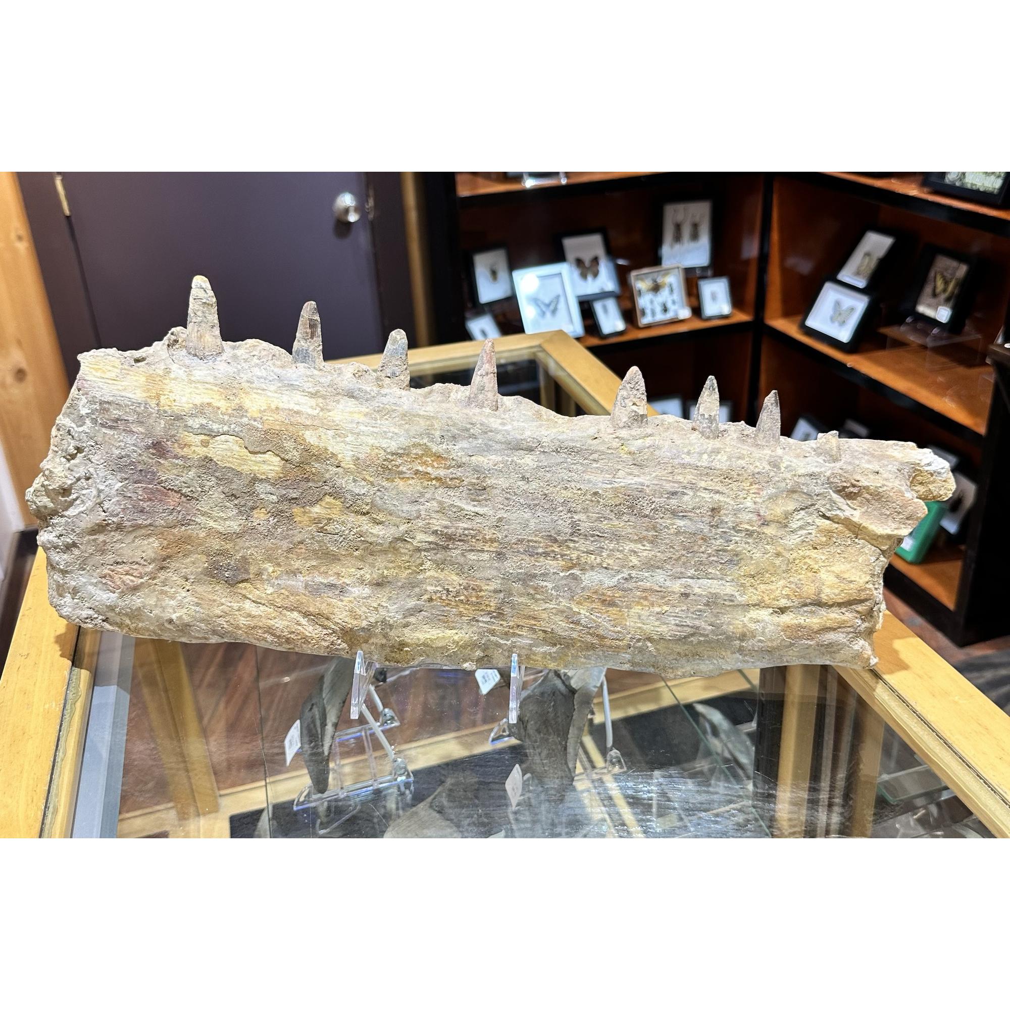 Spinosaurus Jaw section, Composite teeth Prehistoric Online