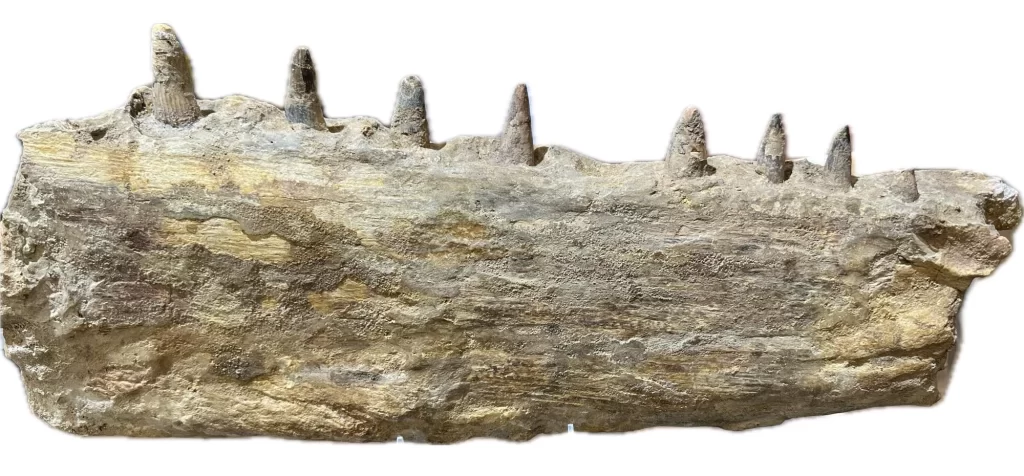 This is a picture of a section of a Spinosaurus jaw, complete with composite teeth.