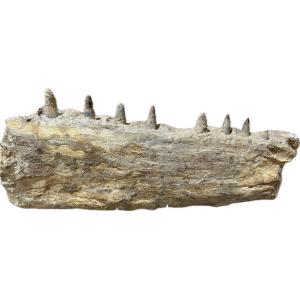 Spinosaurus Jaw section, Composite teeth