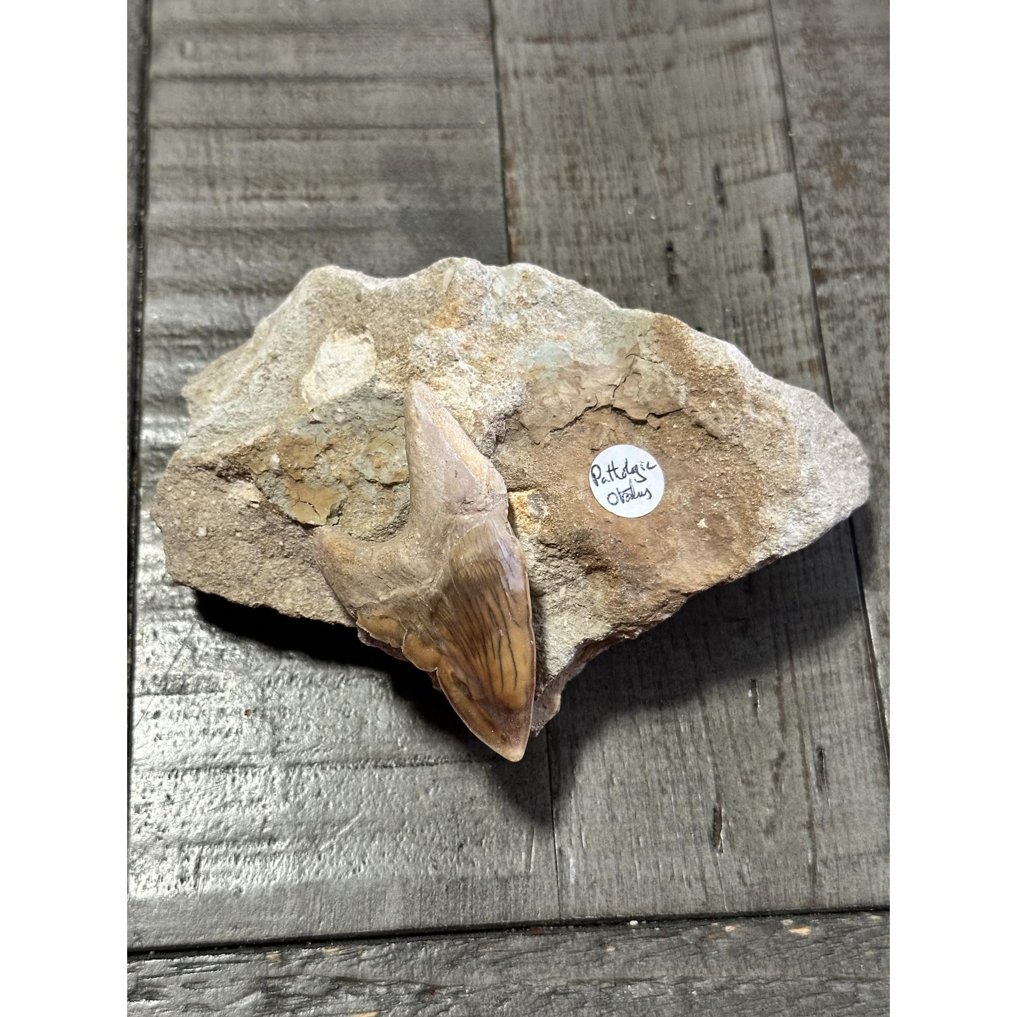 Otodus shark tooth, Pathological deformity Prehistoric Online