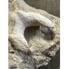 Otodus shark tooth in Natural Matrix Prehistoric Online