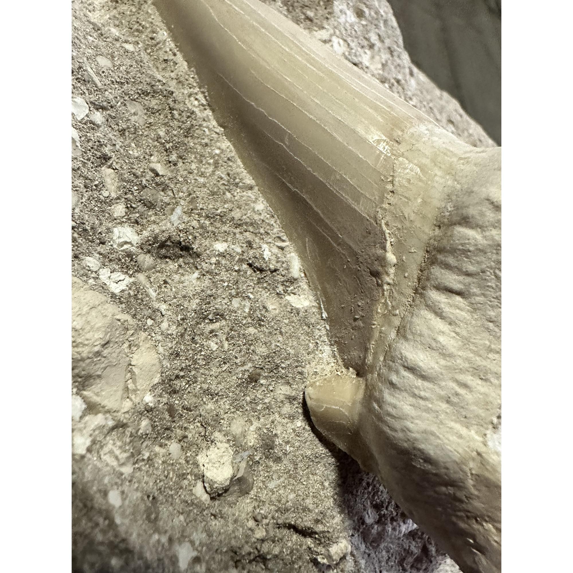 Otodus shark tooth in Natural Matrix Prehistoric Online