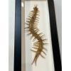Centipede taxidermy, Huge Prehistoric Online