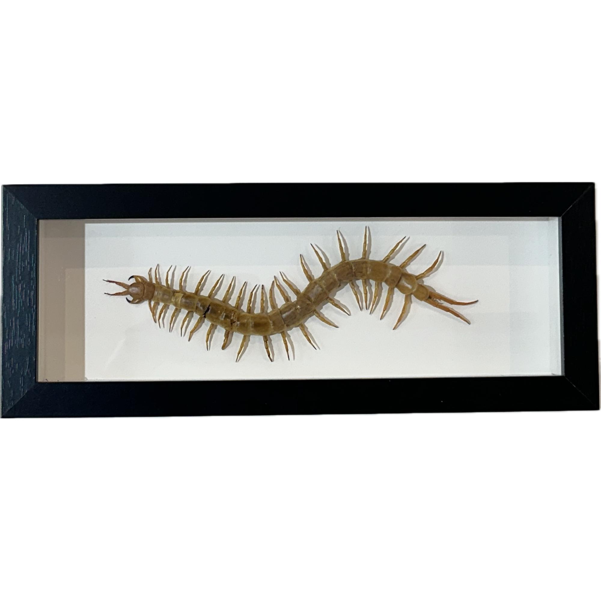 Centipede taxidermy, Huge Prehistoric Online