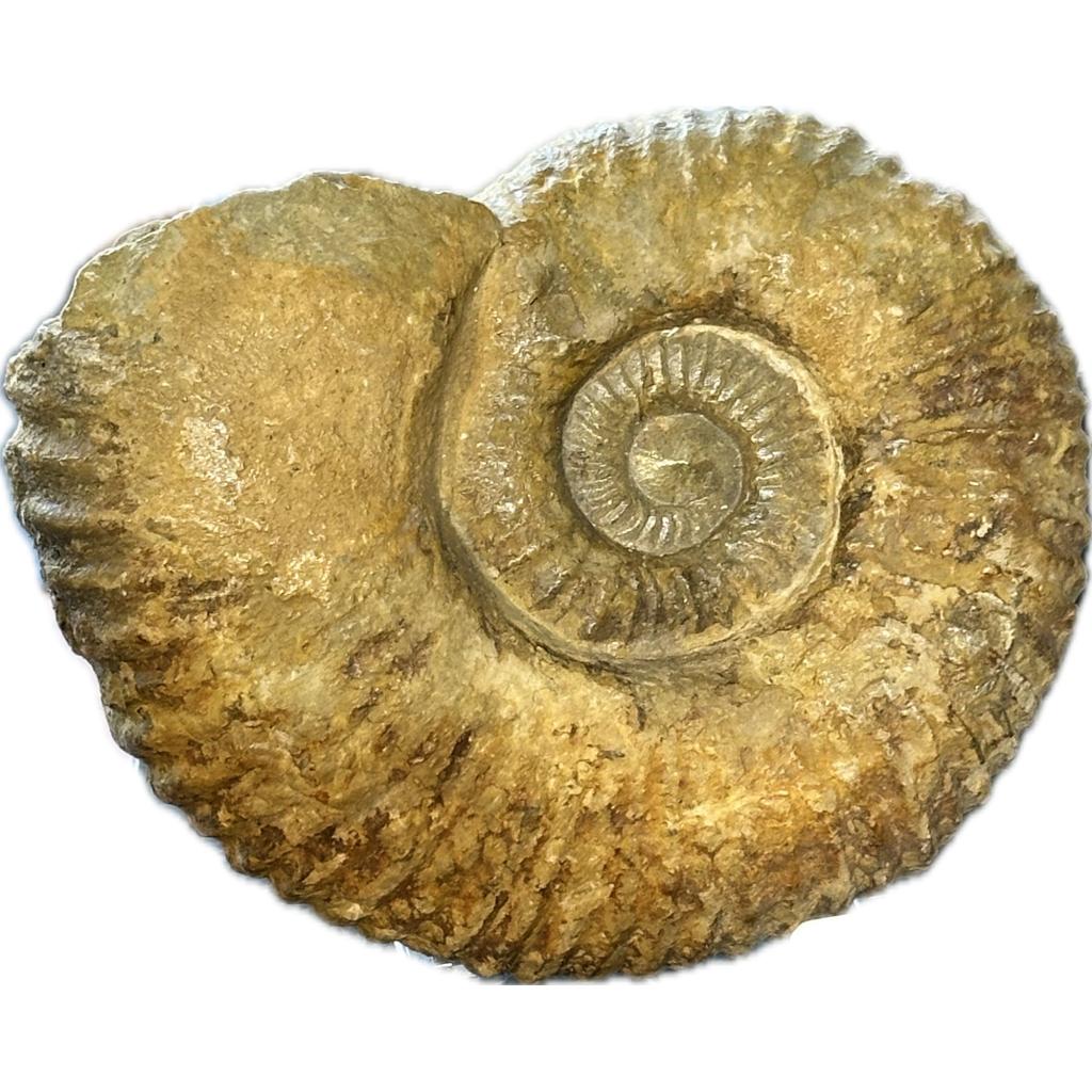 Ammonite Fossils: A Glimpse into Ancient Marine Life