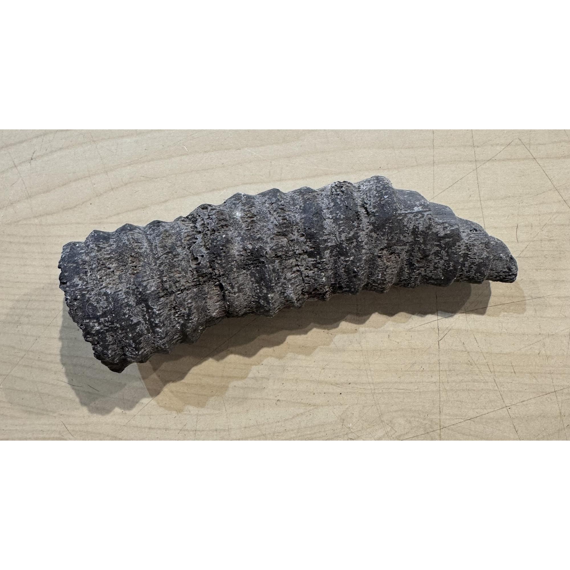 Horn Coral, Rugosa fossilized Prehistoric Online