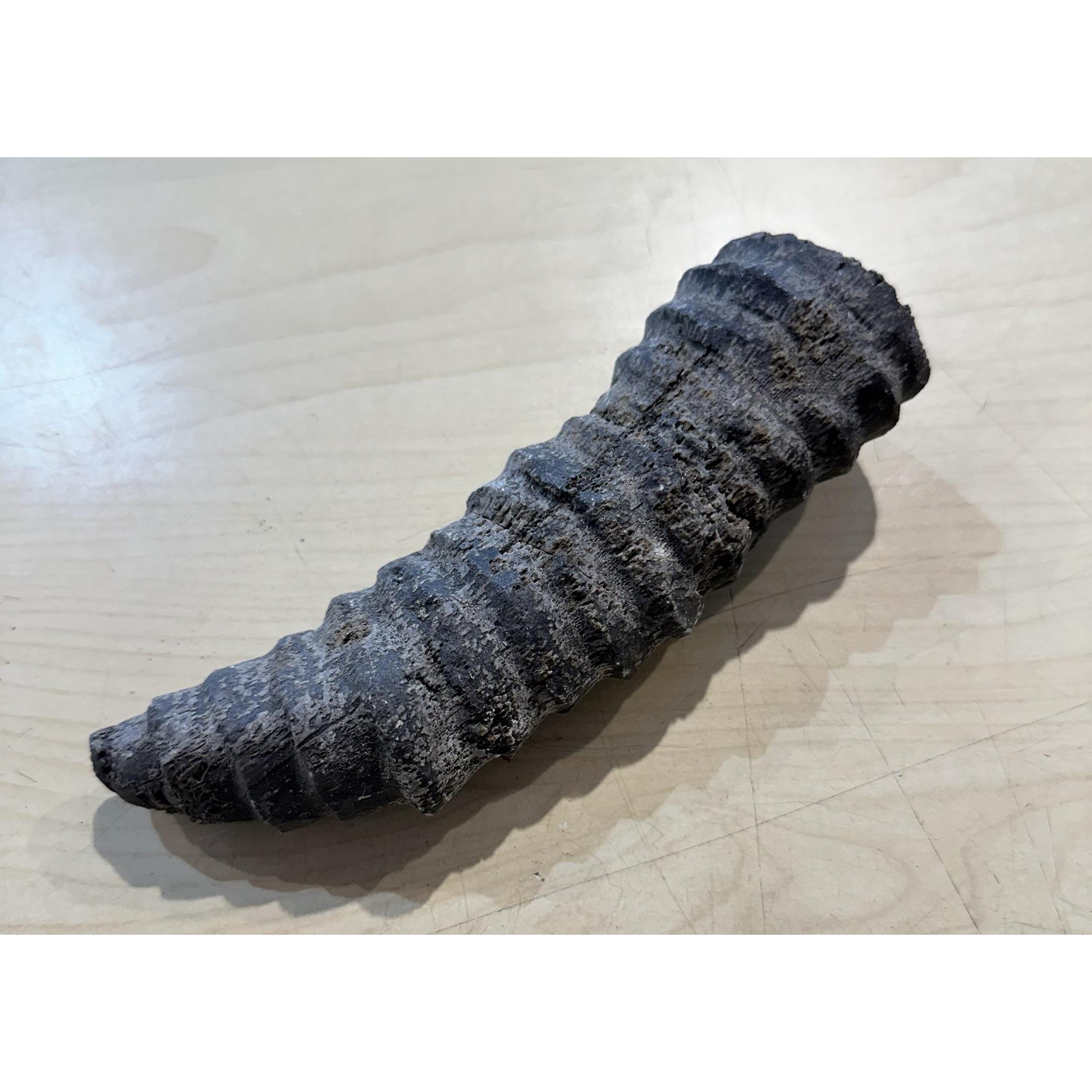 Horn Coral, Rugosa fossilized Prehistoric Online