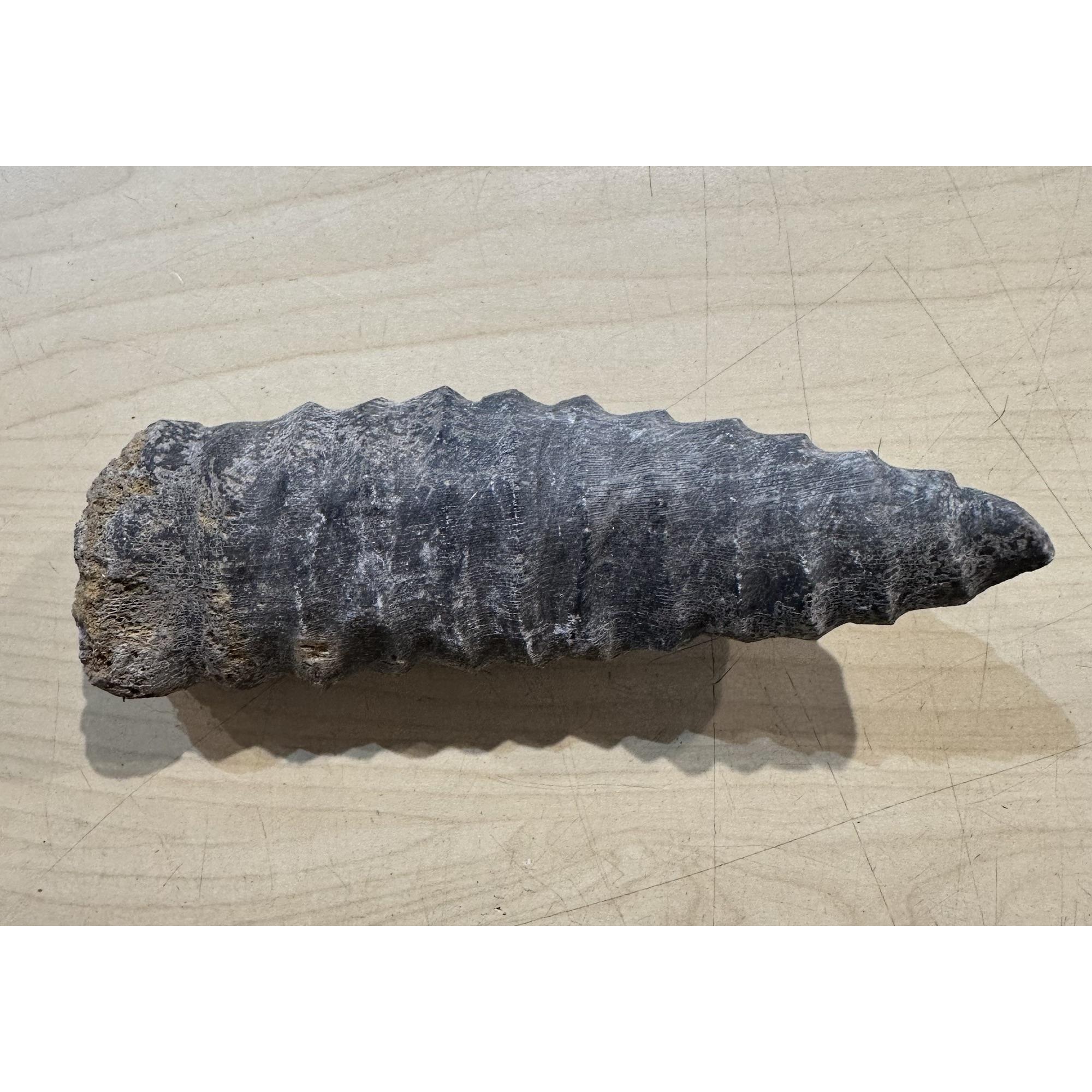 Rugosa fossilized Horn Coral Prehistoric Online