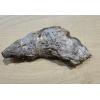 Horn Coral, Rugosa, sliced and polished Prehistoric Online