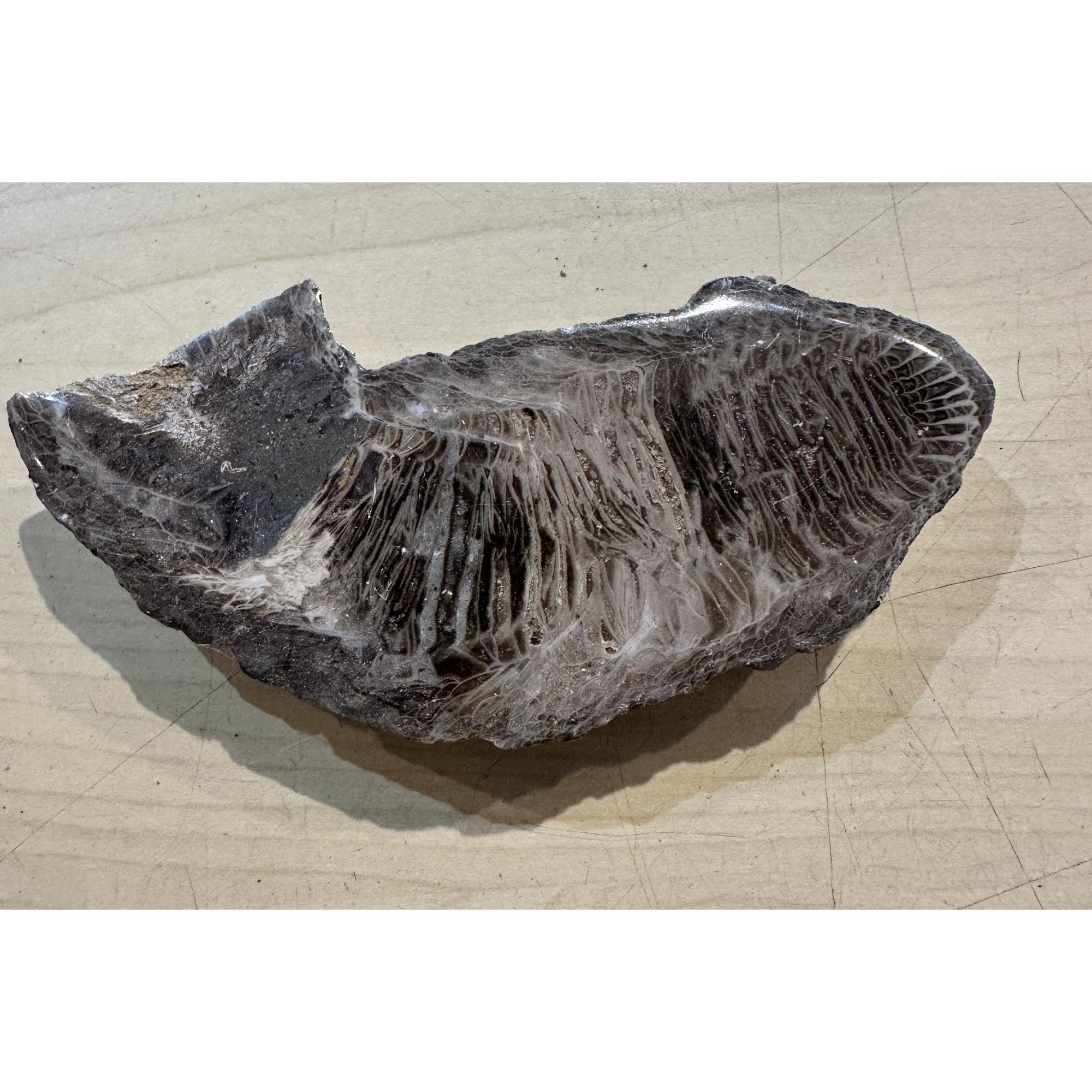 Horn Coral, Rugosa, sliced and polished Prehistoric Online