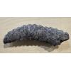 Rugosa fossilized Horn Coral Prehistoric Online