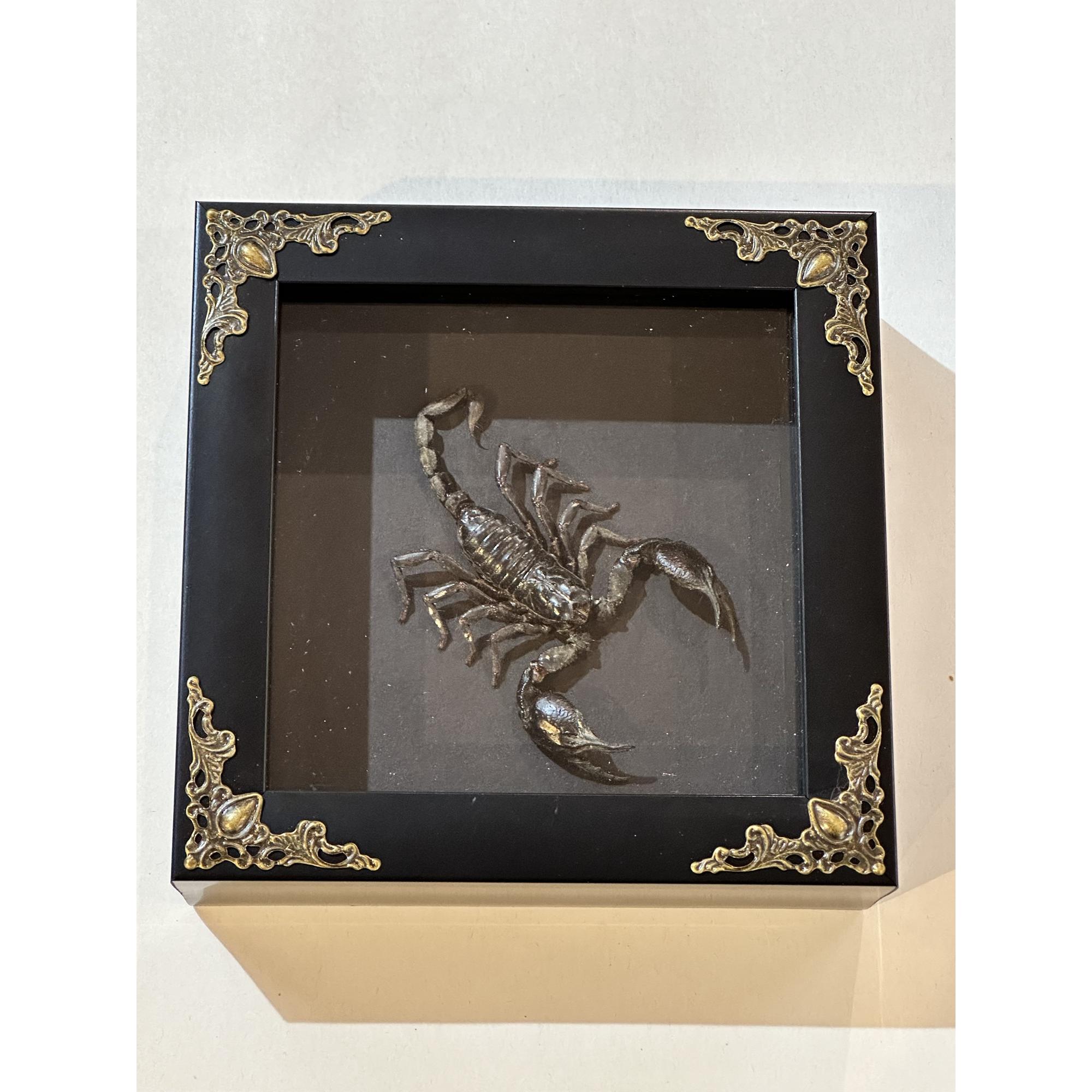 Scorpion taxidermy, Victorian frame Prehistoric Online