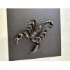 Scorpion taxidermy, Victorian frame Prehistoric Online