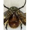 Scarab beetle taxidermy, Long arm Prehistoric Online
