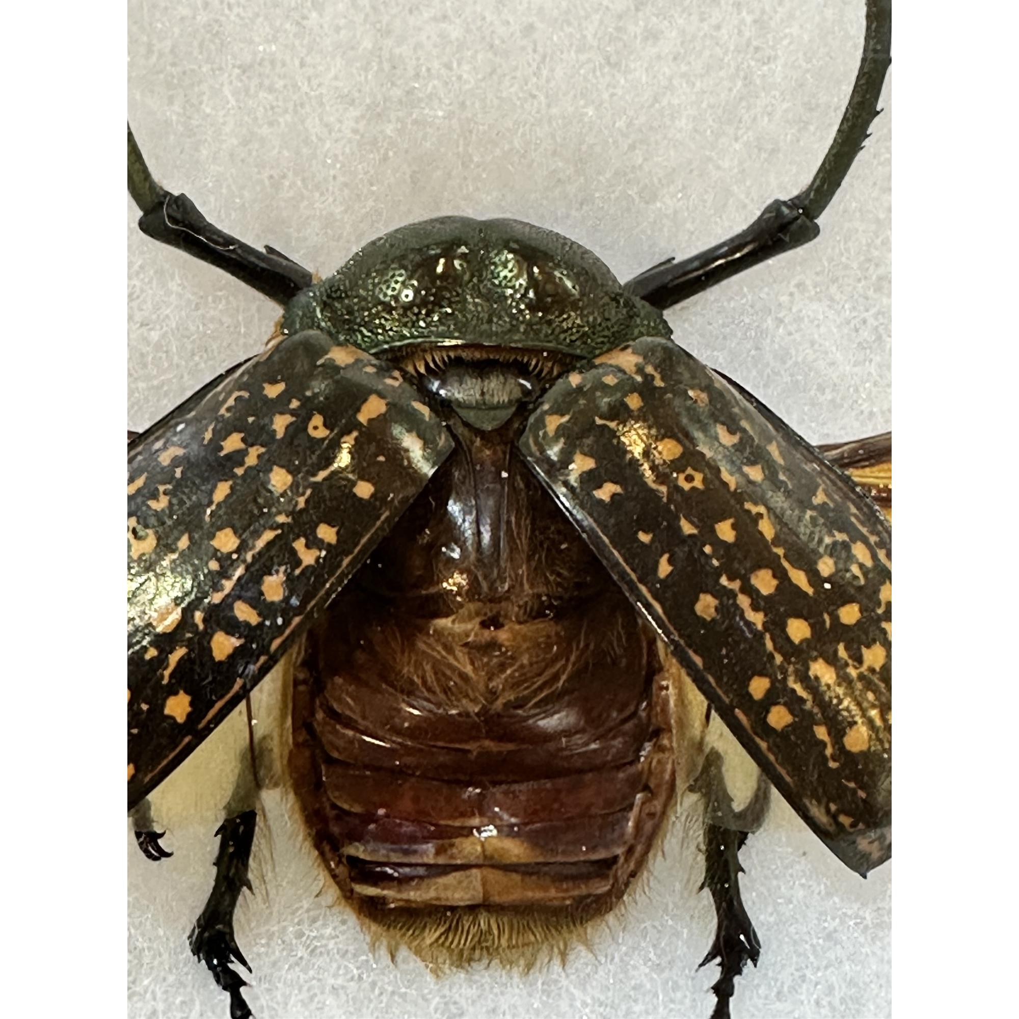 Scarab beetle taxidermy, Long arm Prehistoric Online