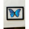 Blue Morpho butterfly in collector box Prehistoric Online