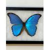 Blue Morpho butterfly in collector box Prehistoric Online
