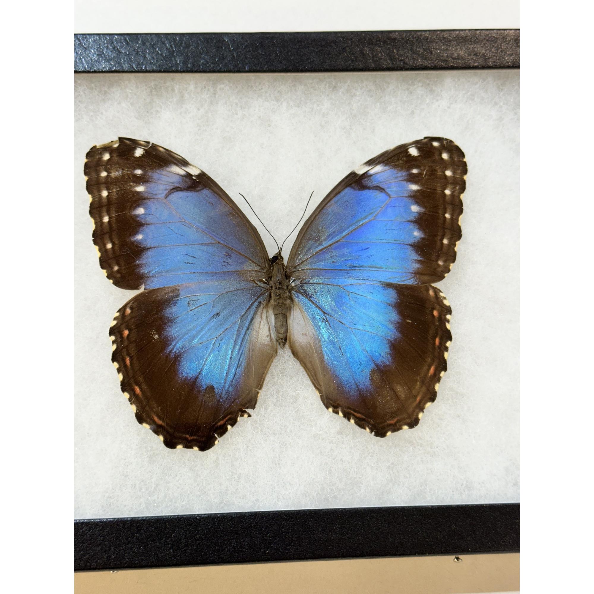 Blue Morpho butterfly , Pleides Prehistoric Online