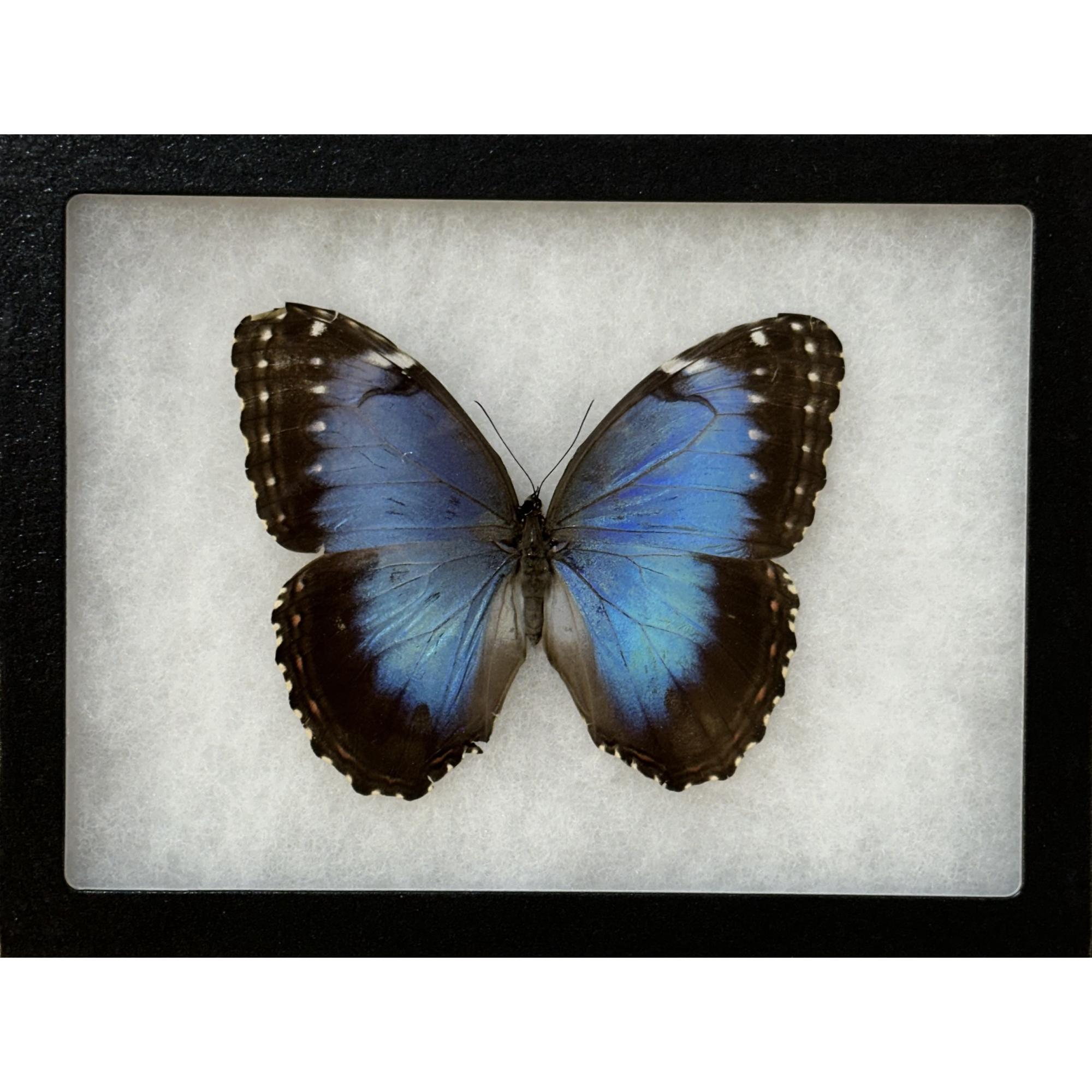 Blue Morpho butterfly , Pleides Prehistoric Online