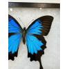 Ulysses Swallowtail butterfly , in Riker box Prehistoric Online