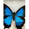 Ulysses Swallowtail butterfly , in Riker box Prehistoric Online