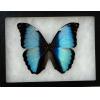A blue morpho butterfly in collector box