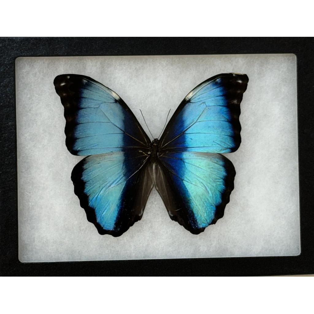 A blue morpho butterfly in collector box