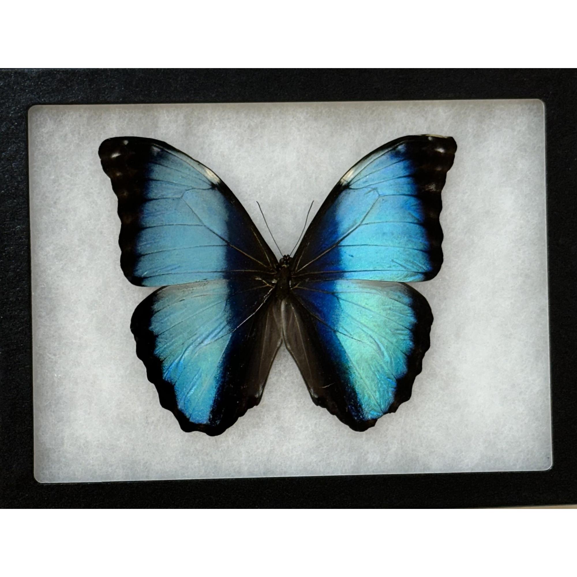Blue Morpho butterfly , Banded Prehistoric Online