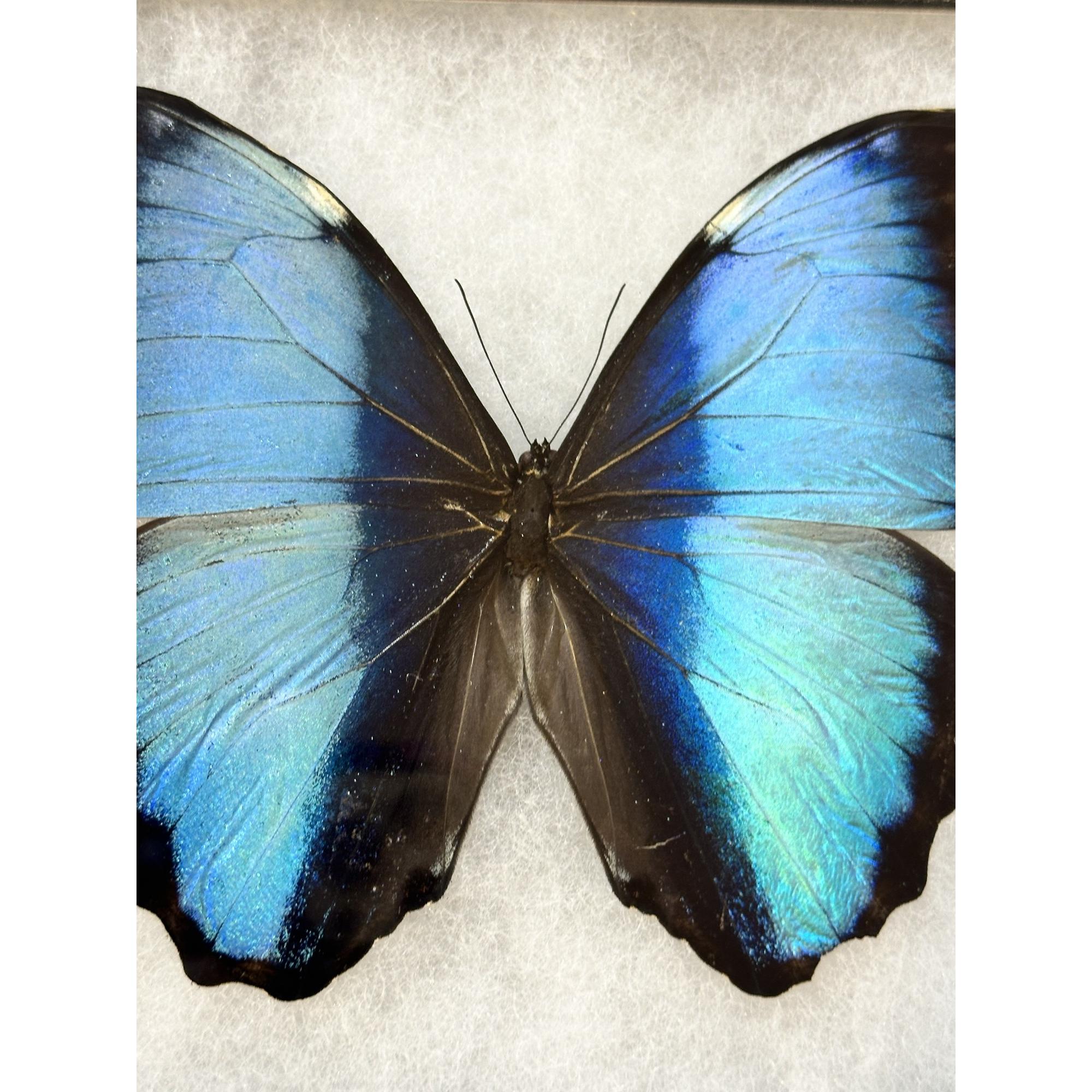 Blue Morpho butterfly , Banded Prehistoric Online