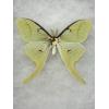 Luna Moth in Collector Box Prehistoric Online