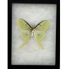 Luna Moth in Collector Box Prehistoric Online