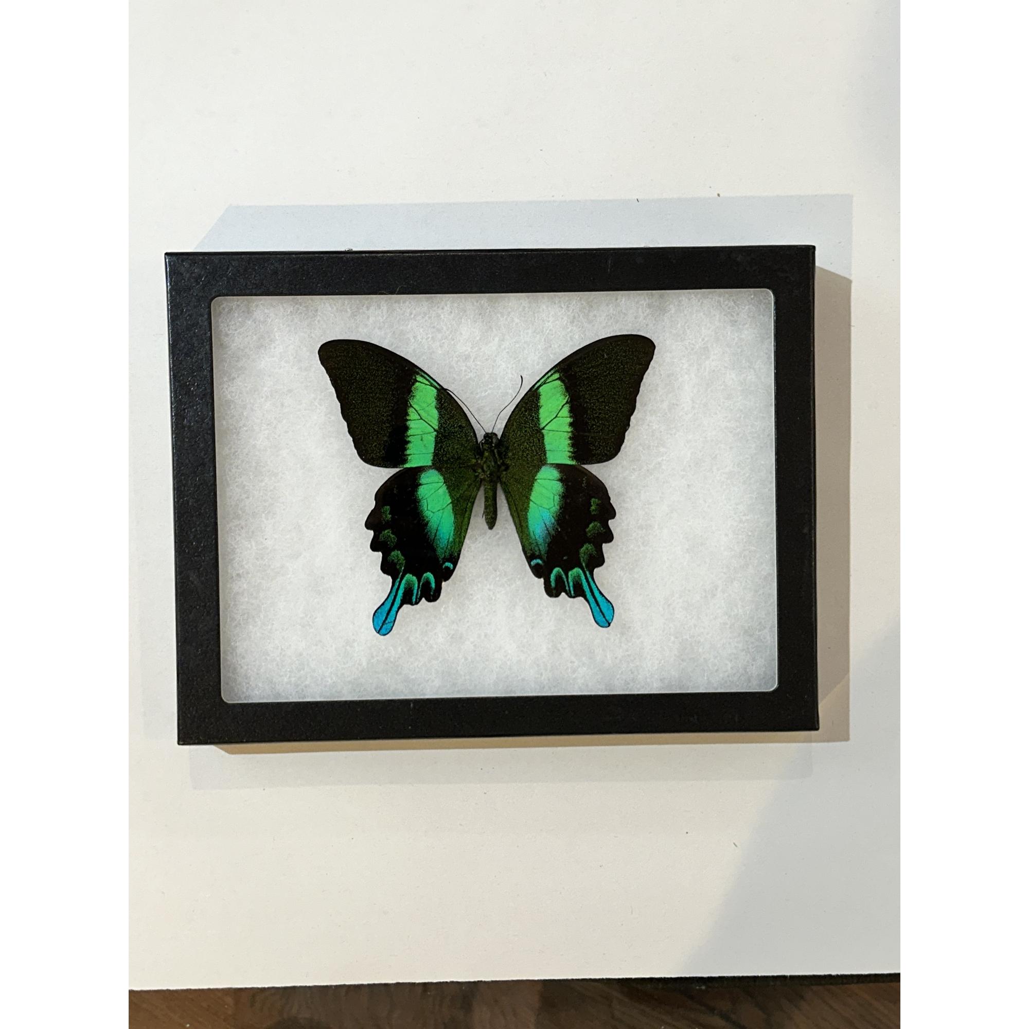 Peacock Swallowtail butterfly , in Riker box Prehistoric Online