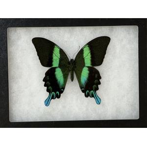 a gorgeous peacock swallowtail butterfly