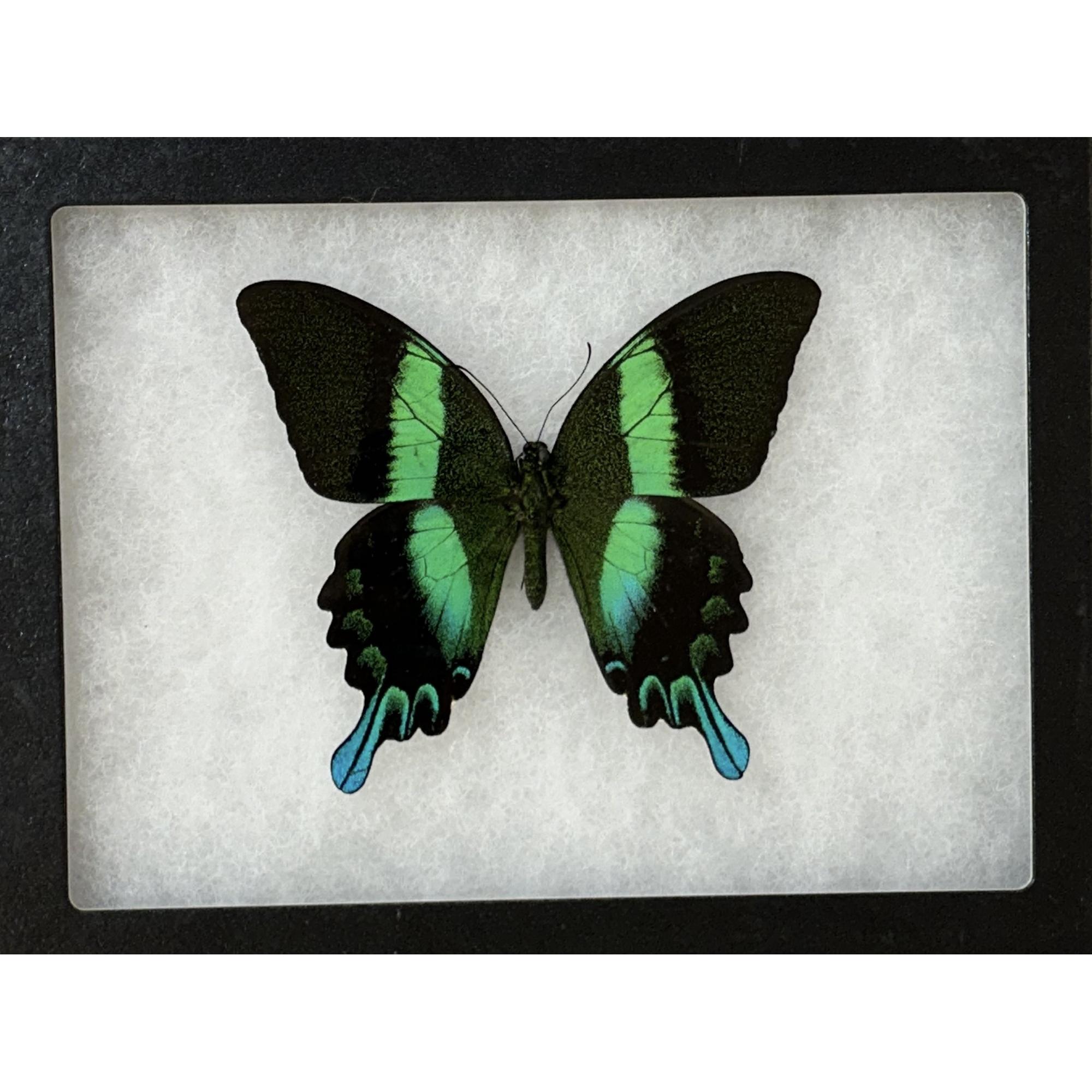 Peacock Swallowtail butterfly , in Riker box Prehistoric Online