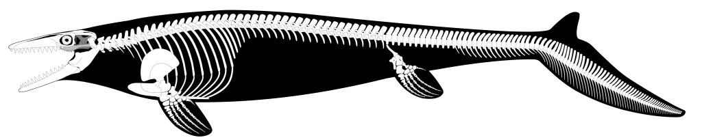 A sketching of a mosasaurus skeleton