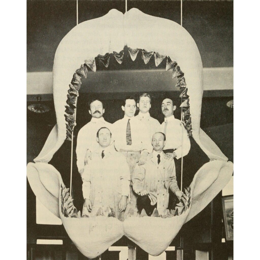 Vintage photo of scientist inside a megalodon, shark jaw
