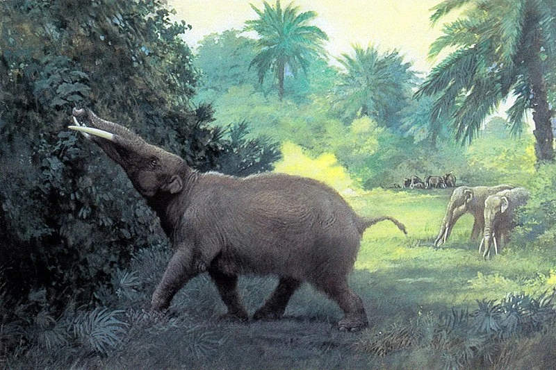 Depiction of a prehistoric elephant called Gompotherium