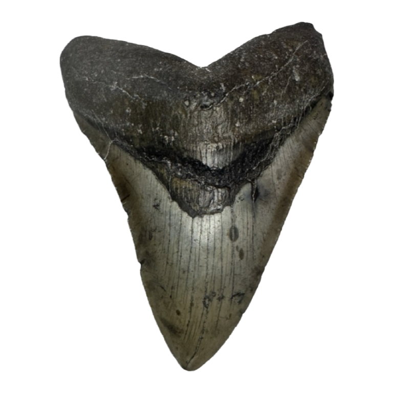 St Marys river Huge 6 1/4 inch megalodon tooth