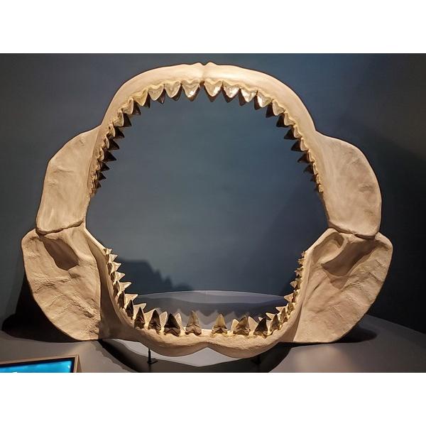 A re-created, megalodon jaw with teeth showing the massive size of the 60 foot long shark