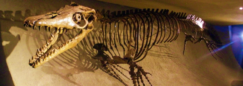 A complete mosasaurus skeleton on display