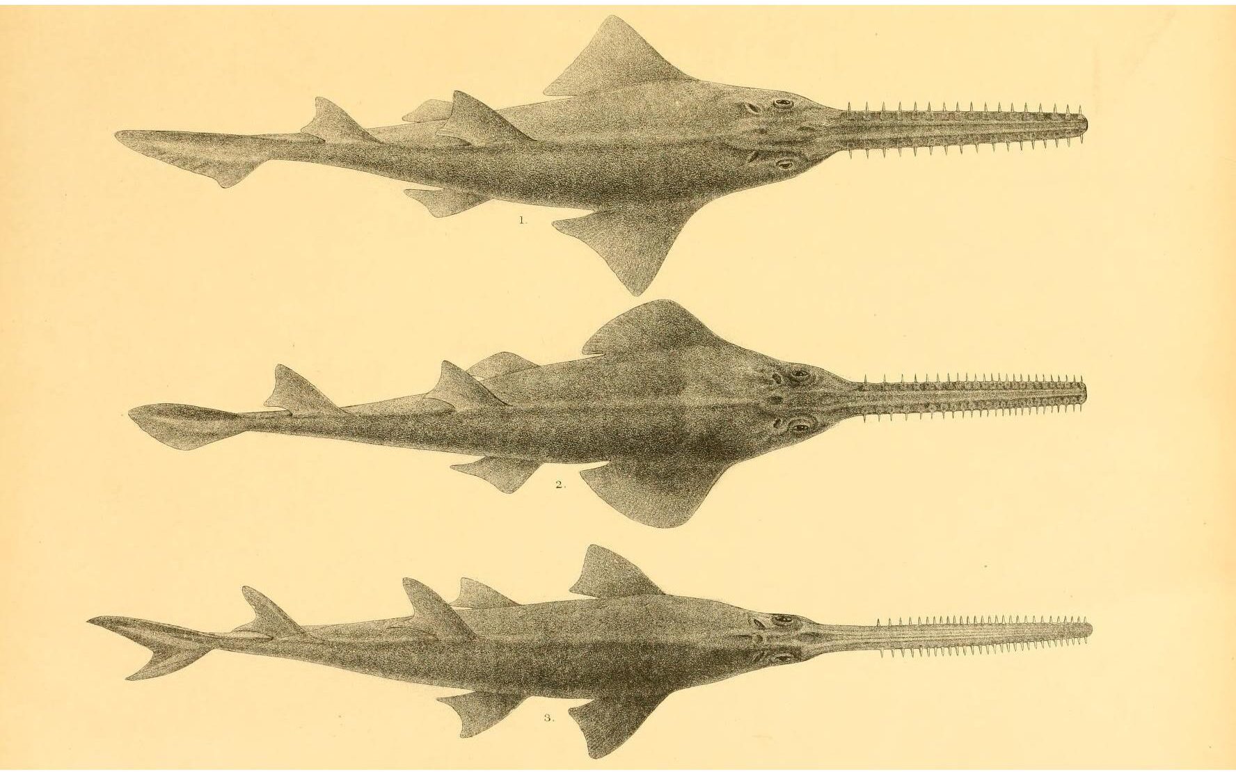 Fossil sawfish species chart