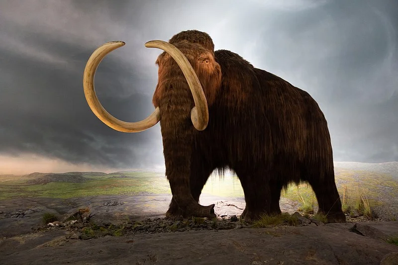 A woolly mammoth depiction