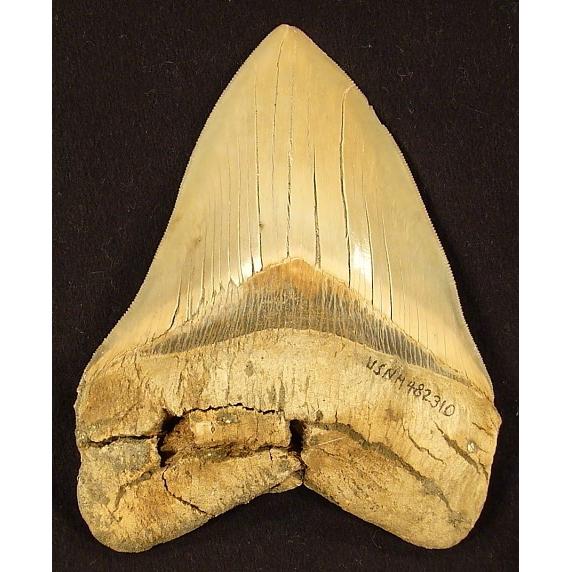 A near perfect fully serrated megalodon tooth