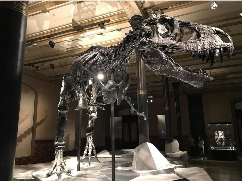 dinosaur, museum, t-rex-2368475.jpg
