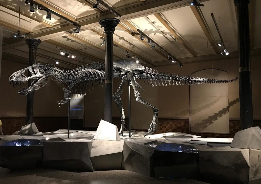 dinosaur, museum, t-rex-2368476.jpg
