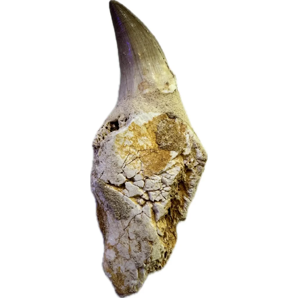 Mosasaurus tooth from Morocco with complete route in a partial jaw section. This is an amazing fossil.