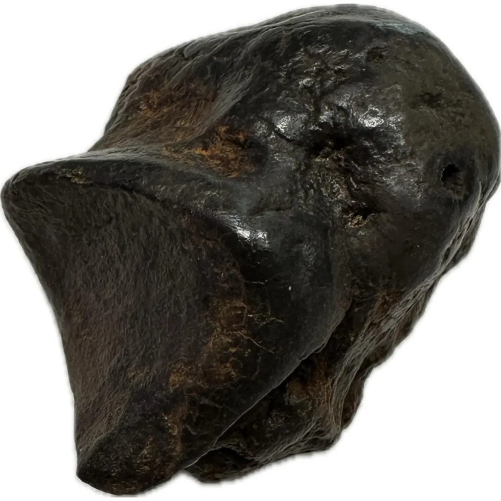 Florida mastodon bone
