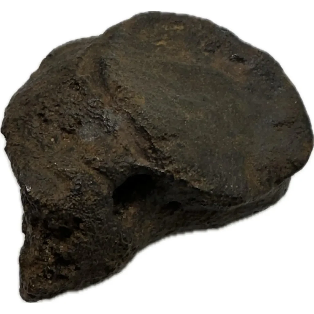 Florida bone from a Mastodon, ice age fossil