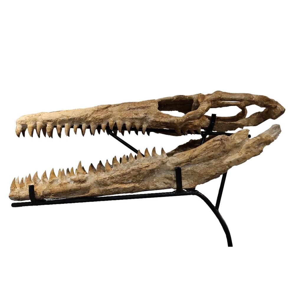 This massive mosasaurus fossil measures close to 2 feet long and contains all of its teeth, including its throat teeth